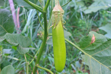 Green eggplant hand on plant tree