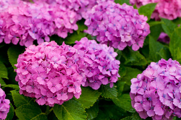 The image of beautiful nature