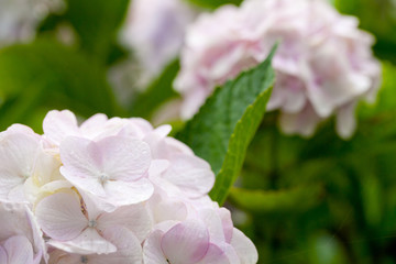 The image of beautiful nature