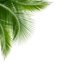 leaves of coconut tree isolated on white background