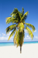 Exotic alone palm tree entering the ocean - 65101488