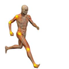 3D human man anatomy with articular pain