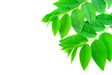 Fototapeta premium Green leaves isolated on white background