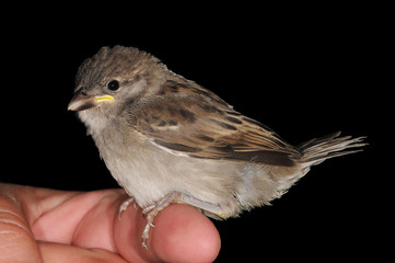 Young House sparrow bird