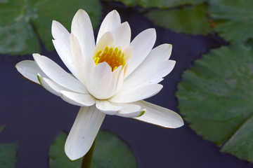 Beautiful lotus background