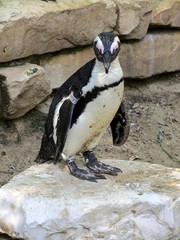 Naklejka premium pingouin