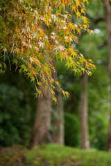 The image of landscape