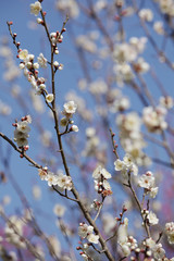 The image of flower