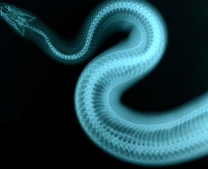 x ray picture of wild animal