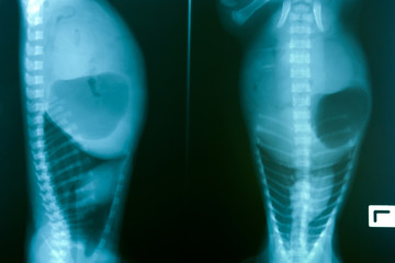 x ray picture of wild animal