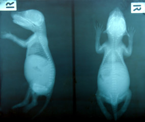 x ray picture of wild animal