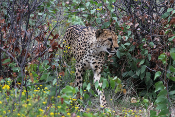 Gepard, Acinonyx jubatus, Namibia
