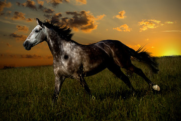 Obraz na płótnie Canvas Black horse gallop