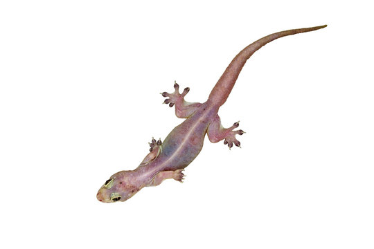 House lizard - gekco