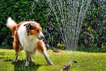 Collie