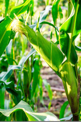 corn cob on a field