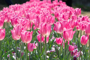Obraz premium Rose Color Tulips