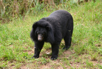 asiatic black bear