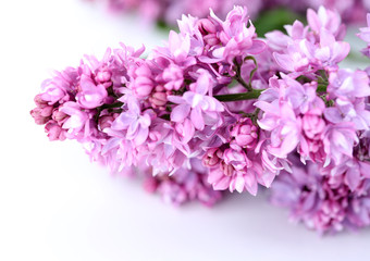 Beautiful lilac flowers isolated on white