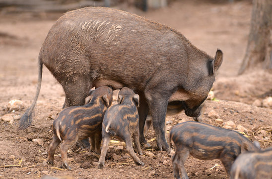 wild boar feeding their baby