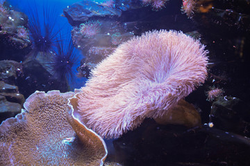 Подводный мир © Evgeniya Khalizova