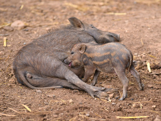 wild boar feeding their baby