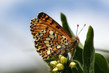 Glanville Fritillary butterfly on flower