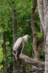 griffon vulture