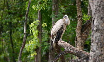 griffon vulture
