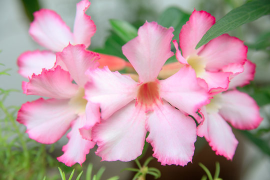 Floral background. Desert rose Pink Adenium