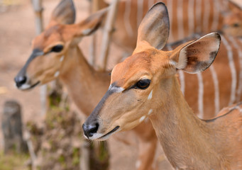 close up of female nyala head