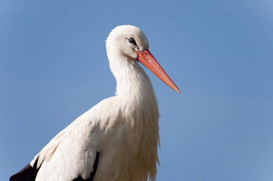 Portrait de cigogne blanche d'Alsace