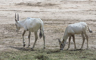 Naklejka na ściany i meble Antelope Oryx in Israeli nature reserve near Eilat