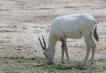 Antelope Oryx in Israeli nature reserve near Eilat