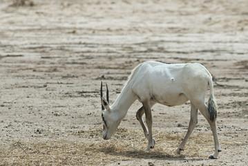 Antelope Oryx in Israeli nature reserve near Eilat