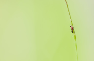 Little tick on a green plant straw