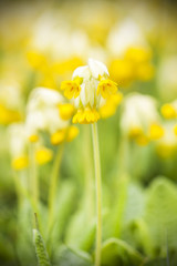Yellow cowslip or primrose flower
