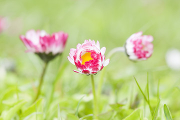 Pink daisy flowers grow in the garden