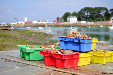 Fototapeta na wymiar Araignées de mer dans des bacs sur le port