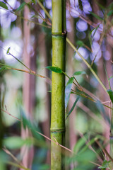 Bambou vertical