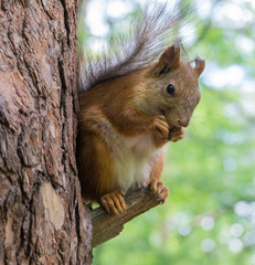 Squirrel eating nuts in the forest