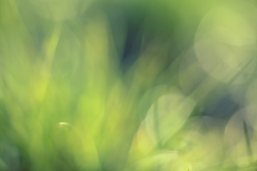 Beautiful green bokeh abstract background