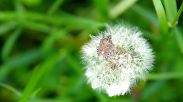 Flowering dandelion and beetle on a green field on the wind.