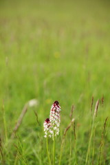 Neotinea ustulata (burnt-tip orchid)