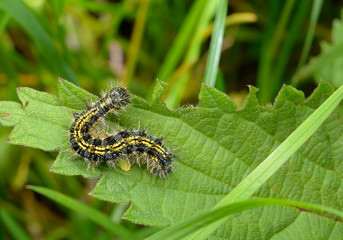 Raupe (kleiner Fuchs) von oben