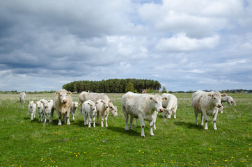 Cattle at spring