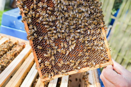 Imker zeigt Honigwaben mit Bienen darauf
