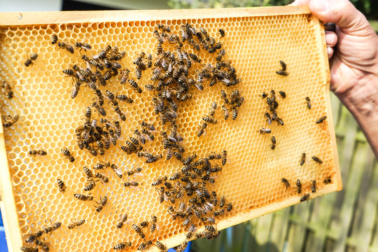 Imker zeigt Brutwaben mit Bienen darauf