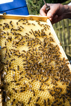 Imker zeigt Brutwaben mit Bienen