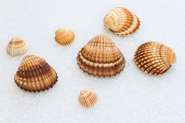 Conchiglie di mare